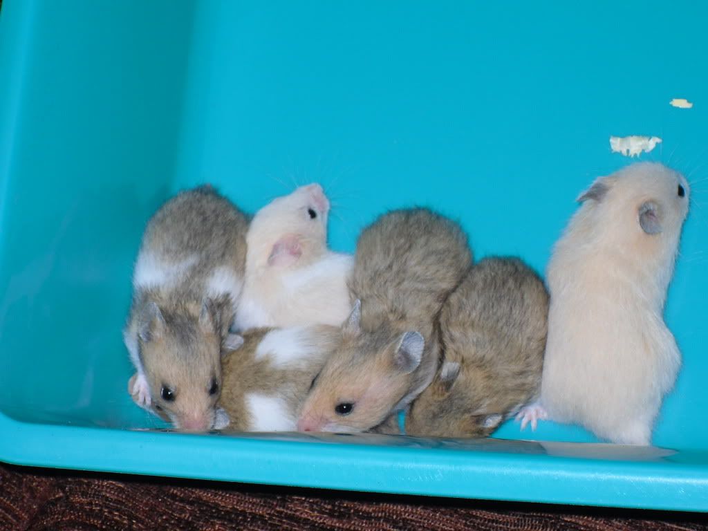 NW England 4 hamsters for sale Reptile Forums